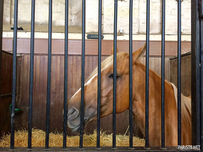 Musee du Cheval - At Muzesi - Chantilly Pariste.Net Musee du Cheval - At Muzesi - Chantilly Pariste.Net